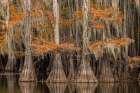 Bald Cypress tree draped in Spanish moss with fall colors Caddo Lake State Park-Uncertain-Texas Art Print